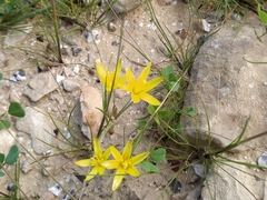 Gagea reticulata