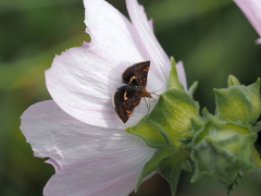 Pyrausta porphyralis