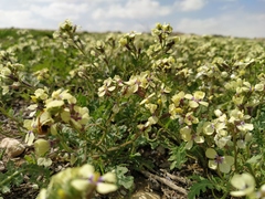 Enarthrocarpus strangulatus