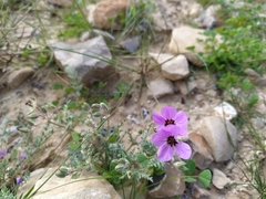 Erodium crassifolium