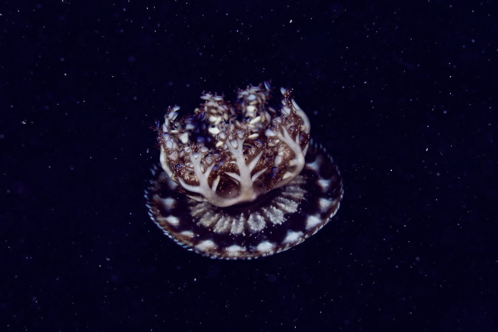 Upside-down jellyfish