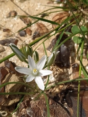 Ornithogalum trichophyllum