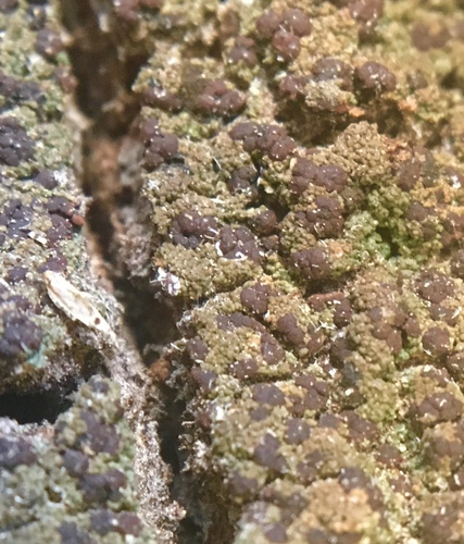 iNaturalist observation photo of Fungi Including Lichens