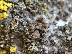 Endocarpon pallidulum