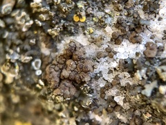 Endocarpon pallidulum