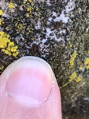 Endocarpon pallidulum