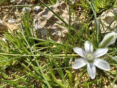 Ornithogalum trichophyllum