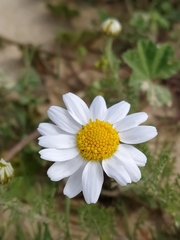 Anthemis melampodina
