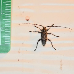 Graphisurus fasciatus