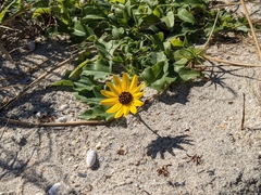 Helianthus debilis image