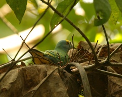 Ptilinopus coronulatus