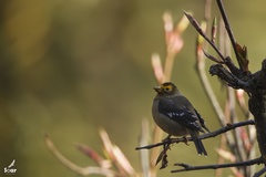 Callacanthis burtoni