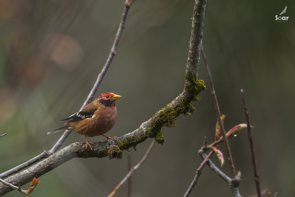 Spectacled Finch