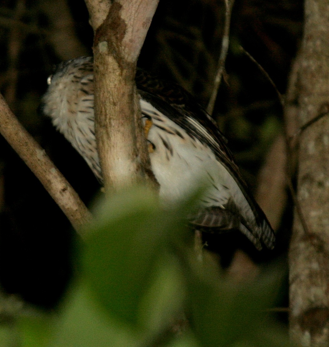 Papuan Hawk-Owl (Uroglaux dimorpha), photo 1