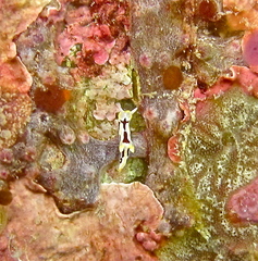 Goniodorididae