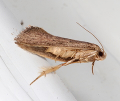 Syncometes vilis