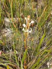 Satyrium eurycalcaratum