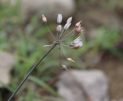 Allium moschatum