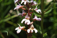 Satyrium rhynchanthum