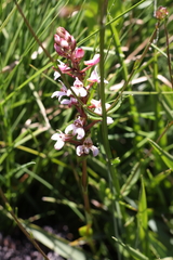 Satyrium rhynchanthum