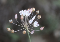 Allium moschatum