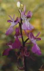 Orchis troodi