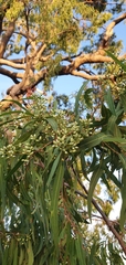 Corymbia clarksoniana