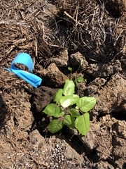 Polyscias sandwicensis