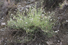 Gypsophila capitata