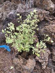 Chenopodium oahuense