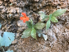 Erythranthe verbenacea