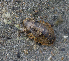 Gnorimosphaeroma oregonense