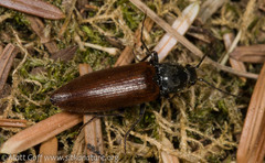 Acteniceromorphus sagiticollis