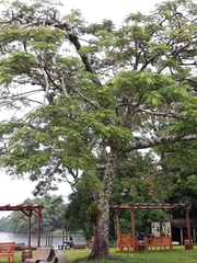 Delonix regia