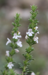 Satureja intermedia