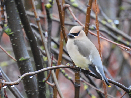 Cedar Waxwing photographed in Idaho