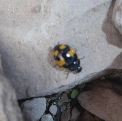 Ceratomegilla alpina