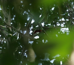 Cicinnurus regius