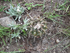 Parodia mammulosa