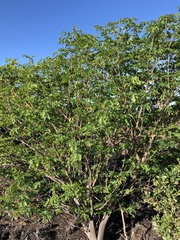 Mezoneuron kavaiense