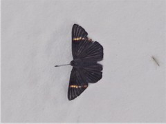 Riodina lycisca