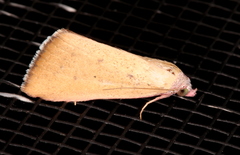 Phytometra formosalis