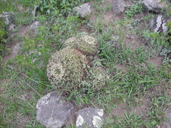 Gymnocalycium monvillei