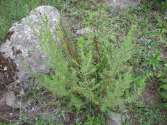 Baccharis coridifolia