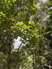 Pisonia roqueae