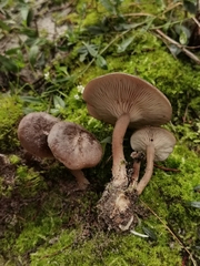 Lyophyllum littorale