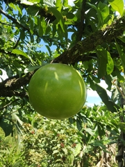 Amphitecna sessilifolia