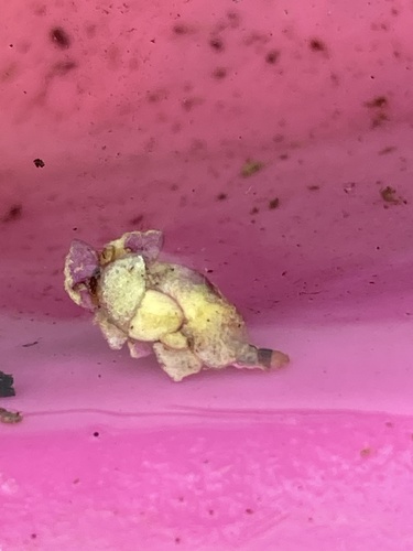 Waterlily Leafcutter Moth photo 3
