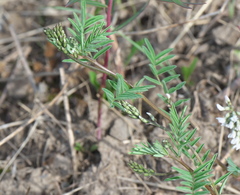 Astragalus eucosmus