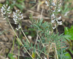 Astragalus eucosmus